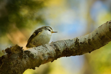 Acanthisitta chloris - Rifleman - titipounamu - endemic bird from New Zealand, small insectivorous passerine bird that is endemic to New Zealand, belongs to the family Acanthisittidae