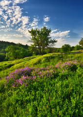 morning valley. picturesque spring dawn