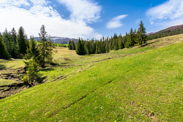 meadow and forest in mountains on a sunny day. snow capped ridge in the distance. wonderful springtime weather with clouds on the sky. traditional countryside landscape of carpathians