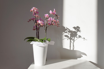A beautiful and colorful indoor orchid plant in a white vase illuminated by a soft natural view from a window 