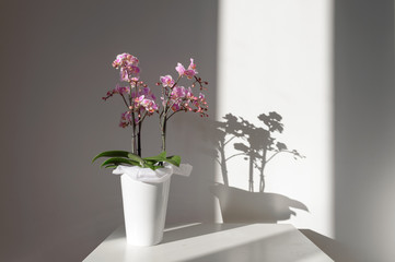 A beautiful and colorful indoor orchid plant in a white vase illuminated by a soft natural view...