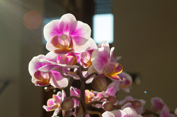 Detail of the petals of the flowers of a nice pink and violet ochid indoor plant