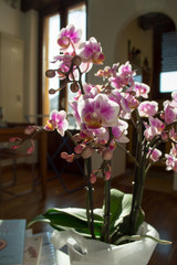 A beautiful and colorful indoor orchid plant in a white vase illuminated by a soft natural view from a window 