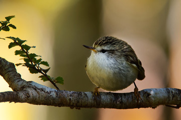 Acanthisitta chloris - Rifleman - titipounamu - endemic bird from New Zealand, small insectivorous...