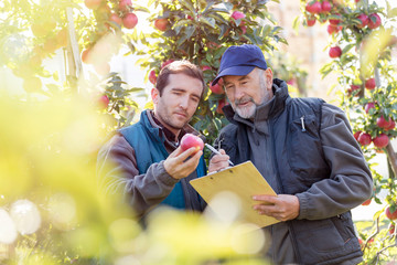 Male farmers with clipboard examining red apple in orchard