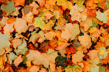 Maple leaves covering the ground