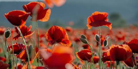 blooming field of red poppy flowers at sunset. abstract nature blur. nature scenery with blurred...