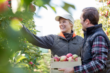 Smiling farmers harvesting apples in orchard