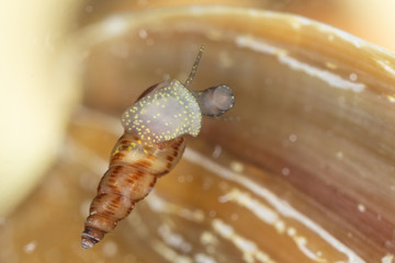 close up underside of tank snail
