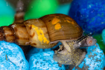 Obraz na płótnie Canvas Close Up of Freshwater Snail