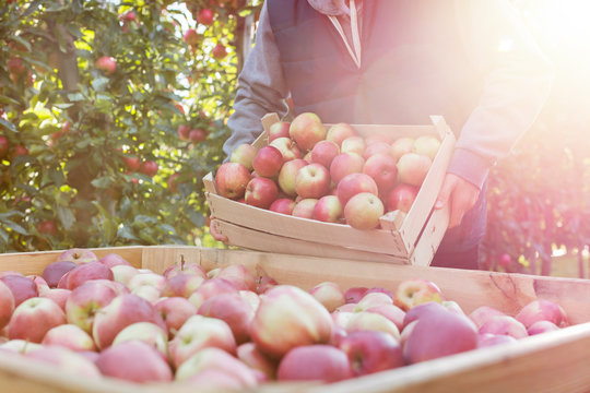 Male farmer emptying fresh harvested red apples into bin in sunny orchard