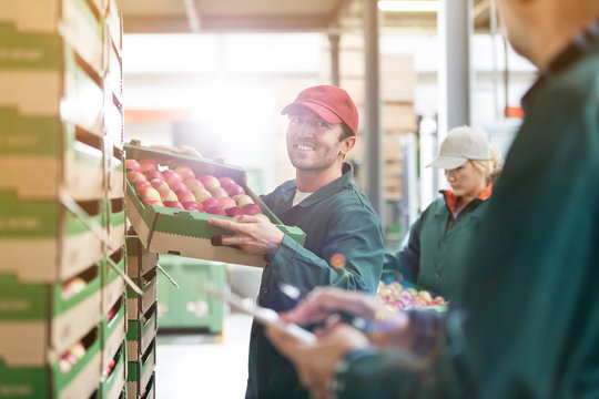 Smiling male worker carrying box of apples in food processing plant