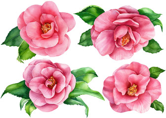 Set of camellia flowers isolated on a white background. Hand drawing, floral elements  Watercolor Botanical painting