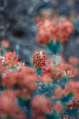 flores cálidas con hojas verdes invernales