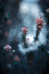 flores cálidas con hojas verdes invernales