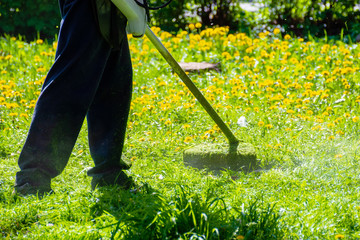 trimming dandelions and other weeds in the yard. an overgrown backyard clearing with brush cutter. springtime lawn care concept © Pellinni