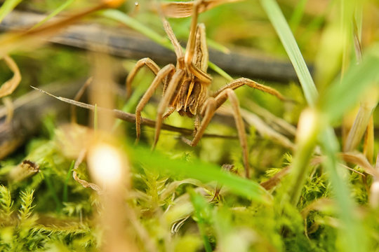 Wolfsspinne