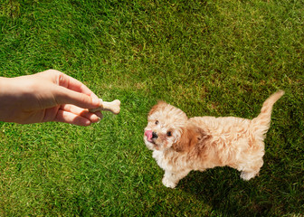 Personal perspective pet owner holding treat over dog licking lips in grass