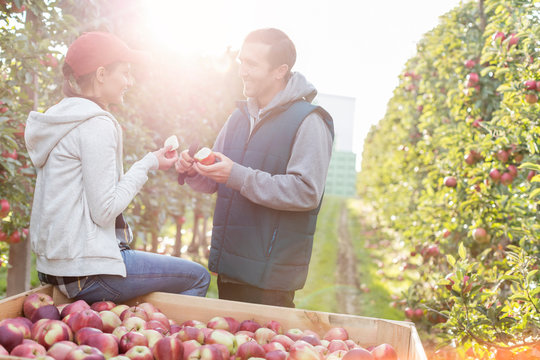 Farmers cutting and inspecting apples in sunny orchard