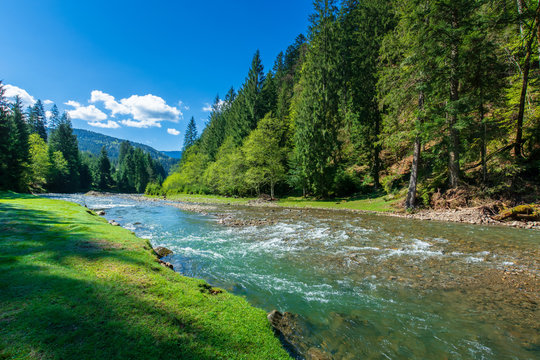 nature scene with mountain river. spring vacation in sunny valley of synevyr national park, ukraine. grassy meadow on the shore, ridge in the distance. beauty of tranquil ecology environment