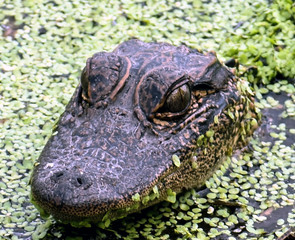 Florida Alligators in Natural Wild Nature Preserve Habitat