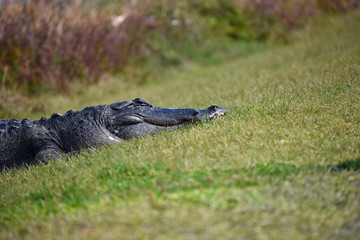 Florida Alligators in Natural Wild Nature Preserve Habitat