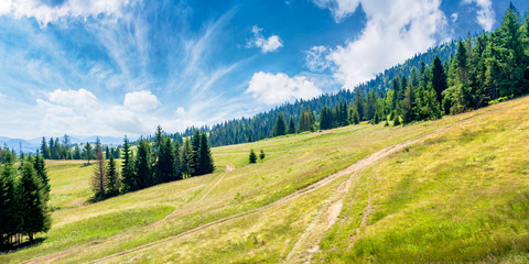 Fototapeta na wymiar forested carpathian mountains in summer. fir trees on the grassy slope. sunny weather with clouds on the sky. foo path uphill. hiking concept background