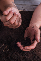 Dirty male hands works with fertile soil. Close-up, growing and gardening concept.