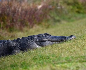 Florida Alligators in Natural Wild Nature Preserve Habitat