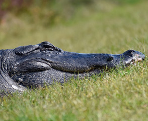 Obraz premium Florida Alligators in Natural Wild Nature Preserve Habitat