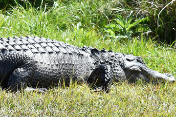 Florida Alligators in Natural Wild Nature Preserve Habitat