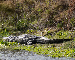 Florida Alligators in Natural Wild Nature Preserve Habitat