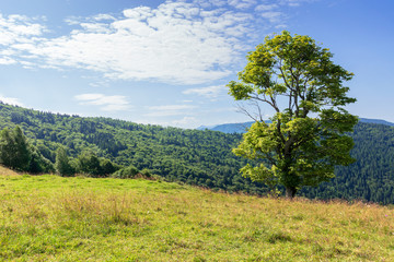 Fototapeta na wymiar tree on the meadow in mountain scenery. beautiful summer landscape on a sunny day. wonderful weather at high noon with clouds on the blue sky