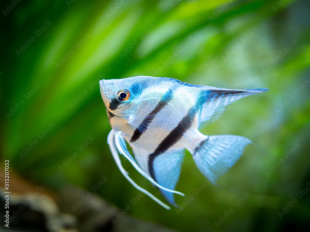 Wall mural portrait of a zebra Angelfish in tank fish with blurred background (Pterophyllum scalare) - Wall murals