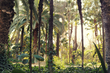 Fototapeta premium Tropical forest landsape with green palm trees and yellow day light - warm wallpaper