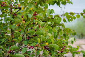 closeup bloom tree red berry