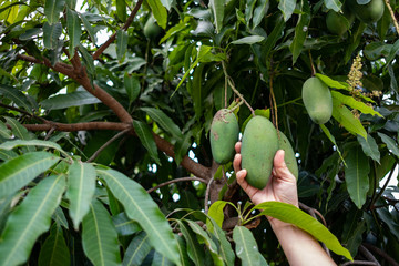 Green mango in hand ready to pick