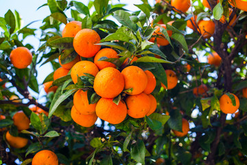 Orange Fruits. Orange garden. Oranges on the plant.
