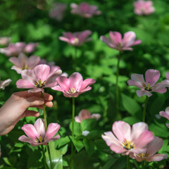 Hands touching pink flower (siam tulip) over green background