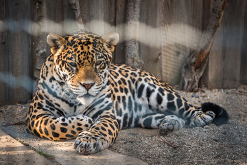 Portrait of Leopard (Panthera pardus kotiya) Lying and Taking Rest in Paddock at ZOO