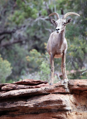 Bighorn Sheep