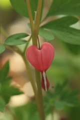 bleeding heart