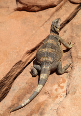 Chuckwalla