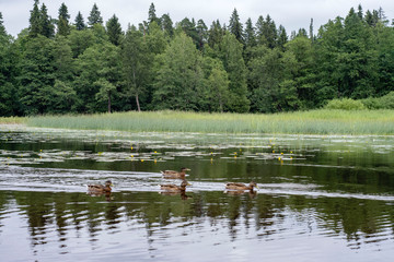 landscape lake trees summer ducks sky outdoors