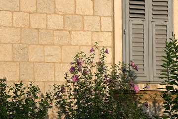 Traditional Mediterranean window with wooden shutters in Split, Croatia. Traditional colorful architectural detail, decorated with plants and flowers.