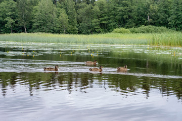 landscape lake trees summer ducks sky outdoors