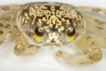 Macro Detailed, Close up Hawaiian Sand Crab - Tropical Crab - White Ghost Crab ocypode pallidula