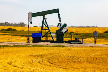 An aging pumpjack is seen in a golden grain field. Crude oil and finite earth resource mining....