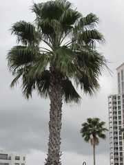 Fototapeta na wymiar palm trees on white background of blue sky