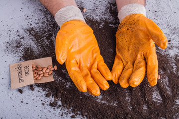 Orange gardener's gloves. Close-up. Beans asparagus and soil.